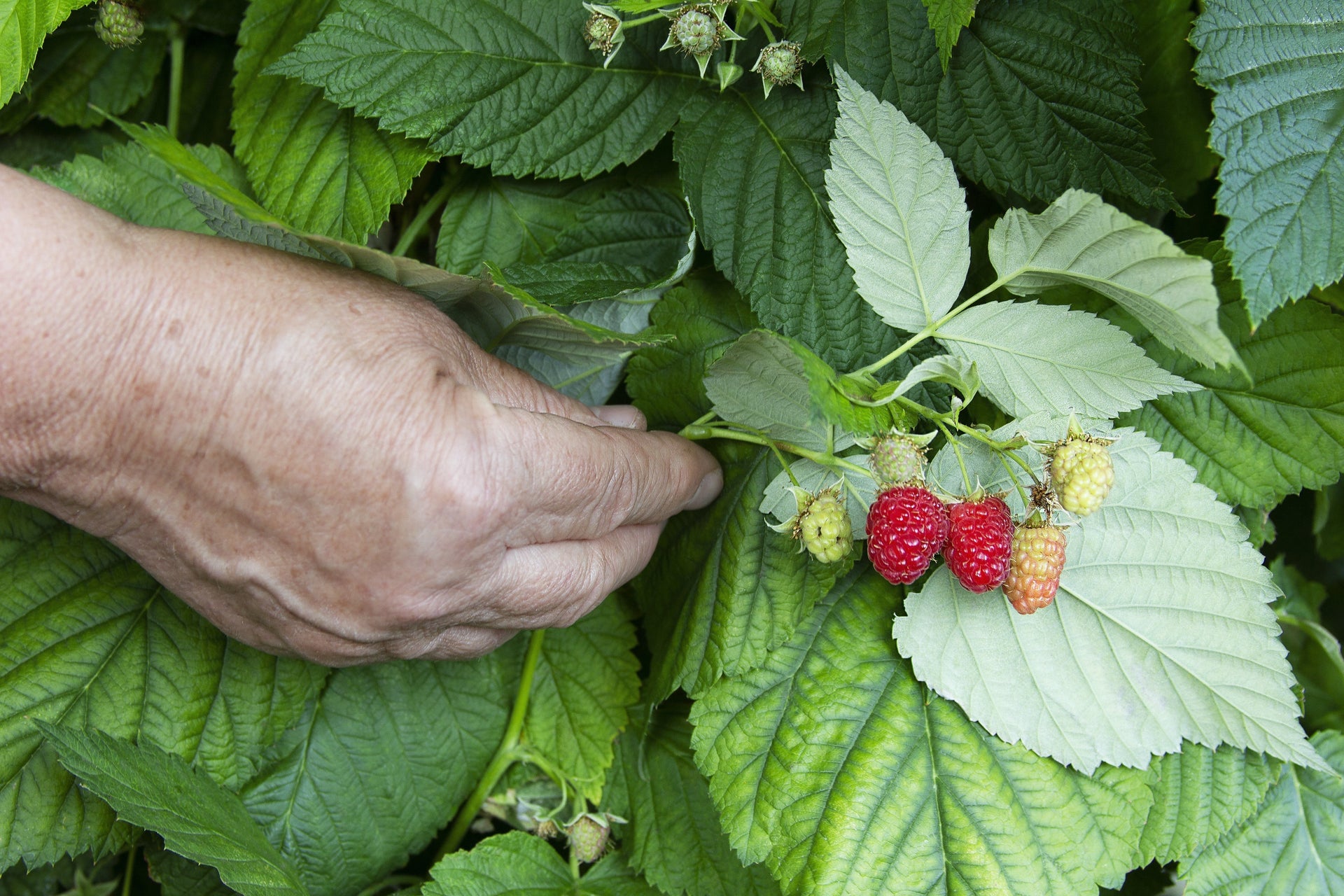 How to identify magnesium deficiency in plants