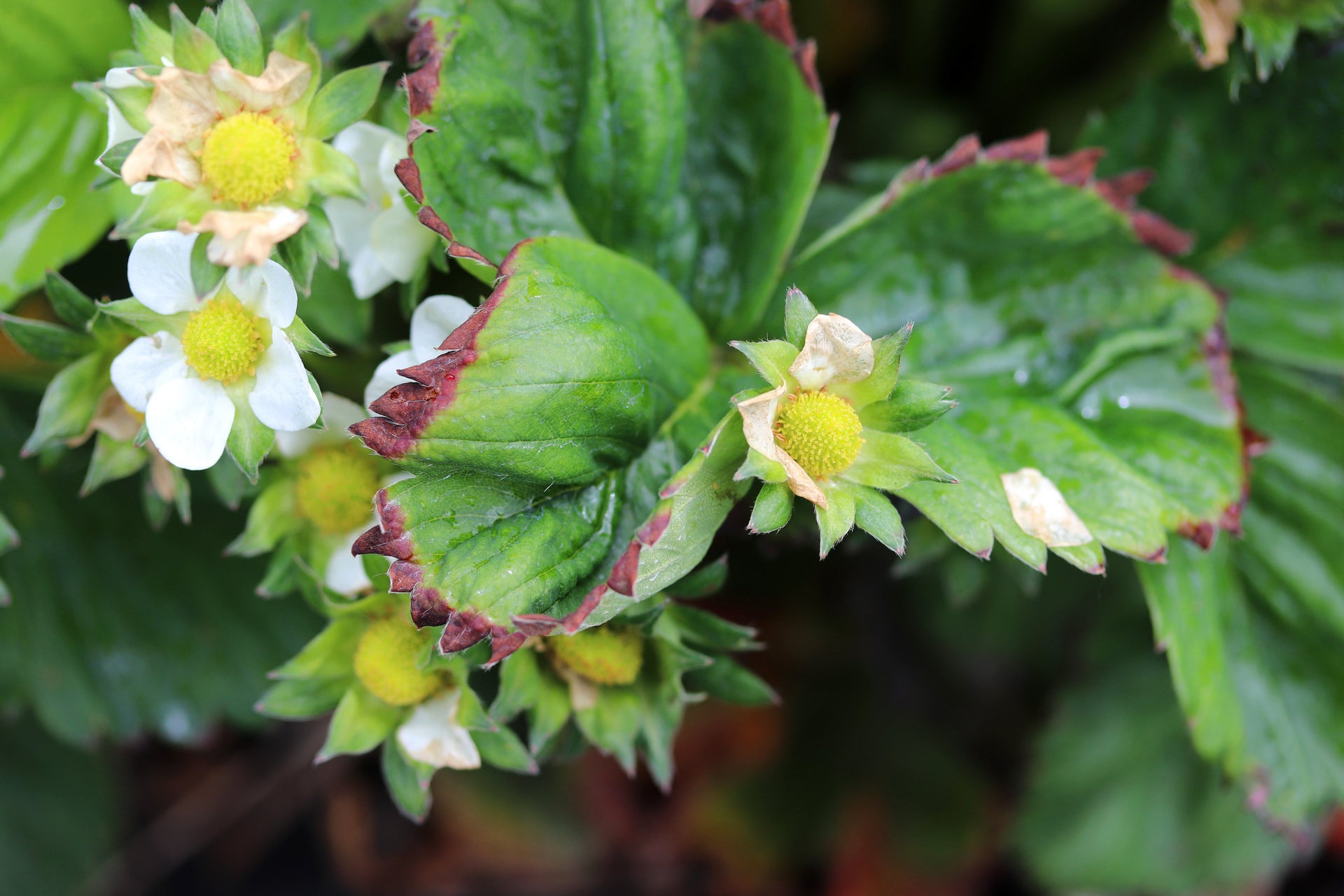 How to identify and treat a calcium deficiency in plants