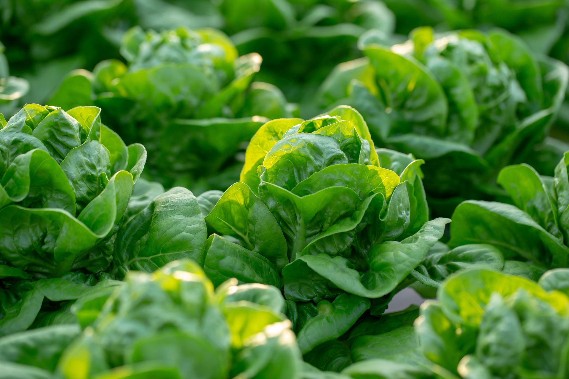 How to recognise potassium nutrient deficiency in plants
