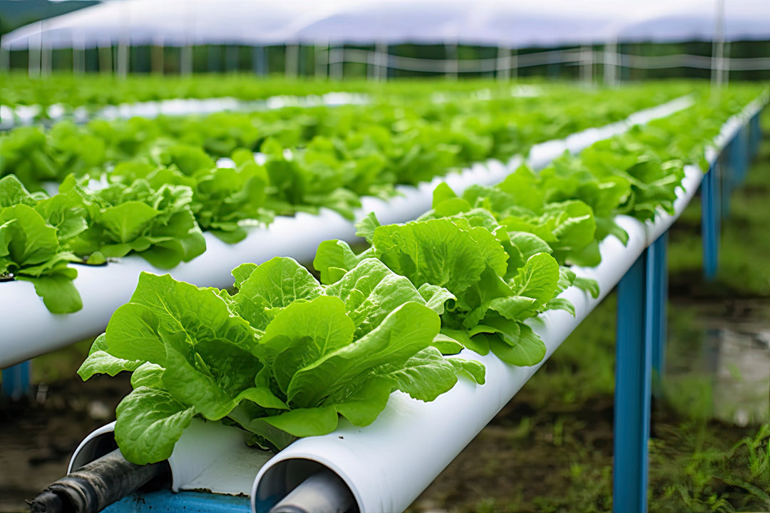 Choosing the right hydroponic system for your needs
