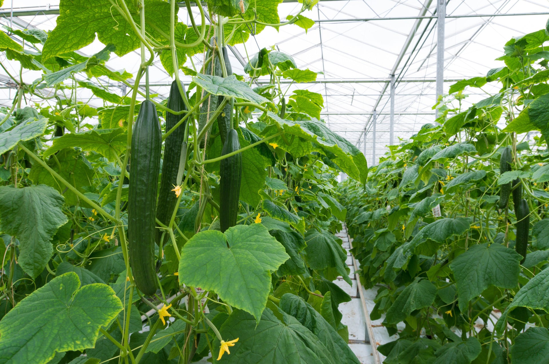 Growing food in space: Exploring the future of food with NASA