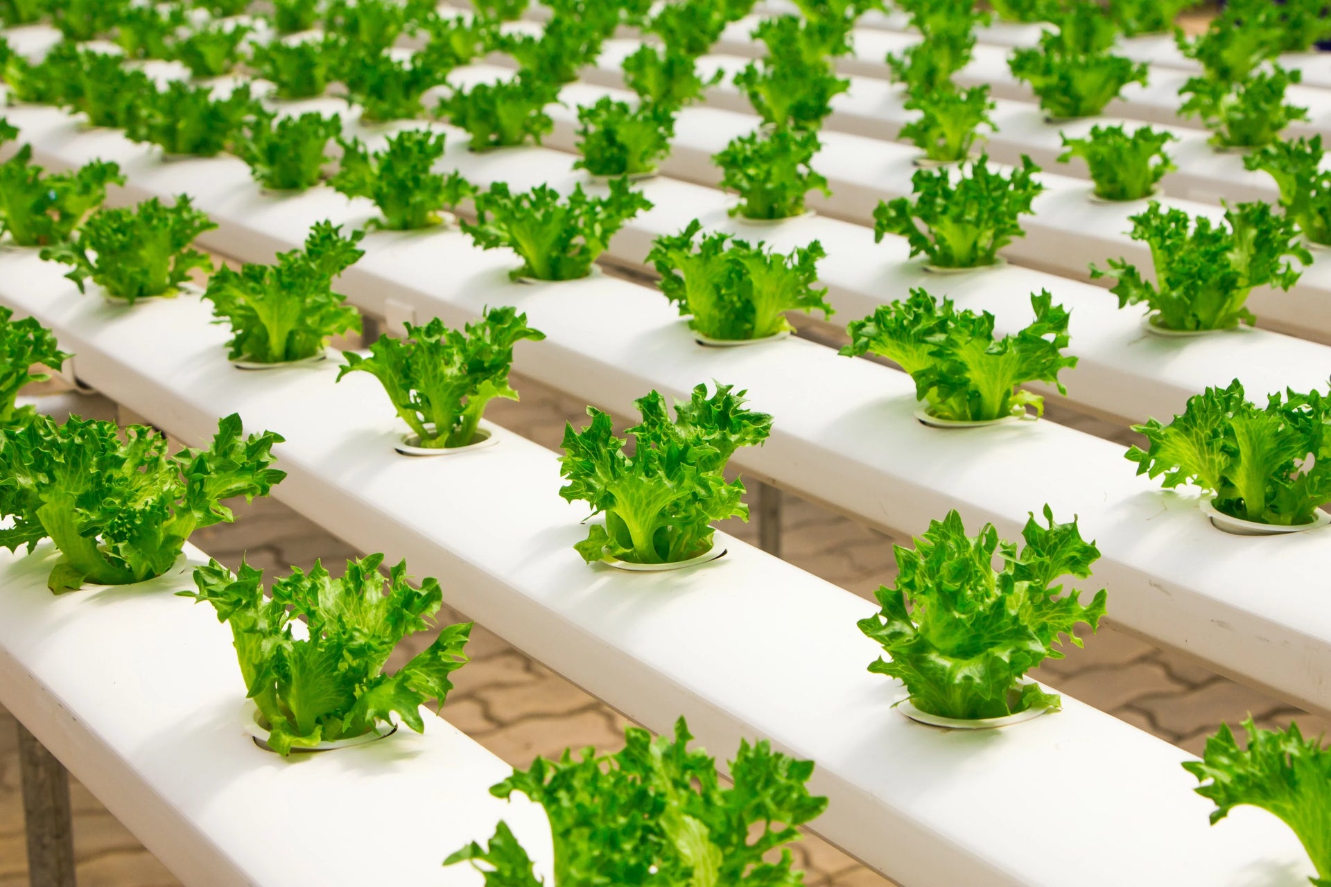 7 tips for a successful hydroponic growing operation