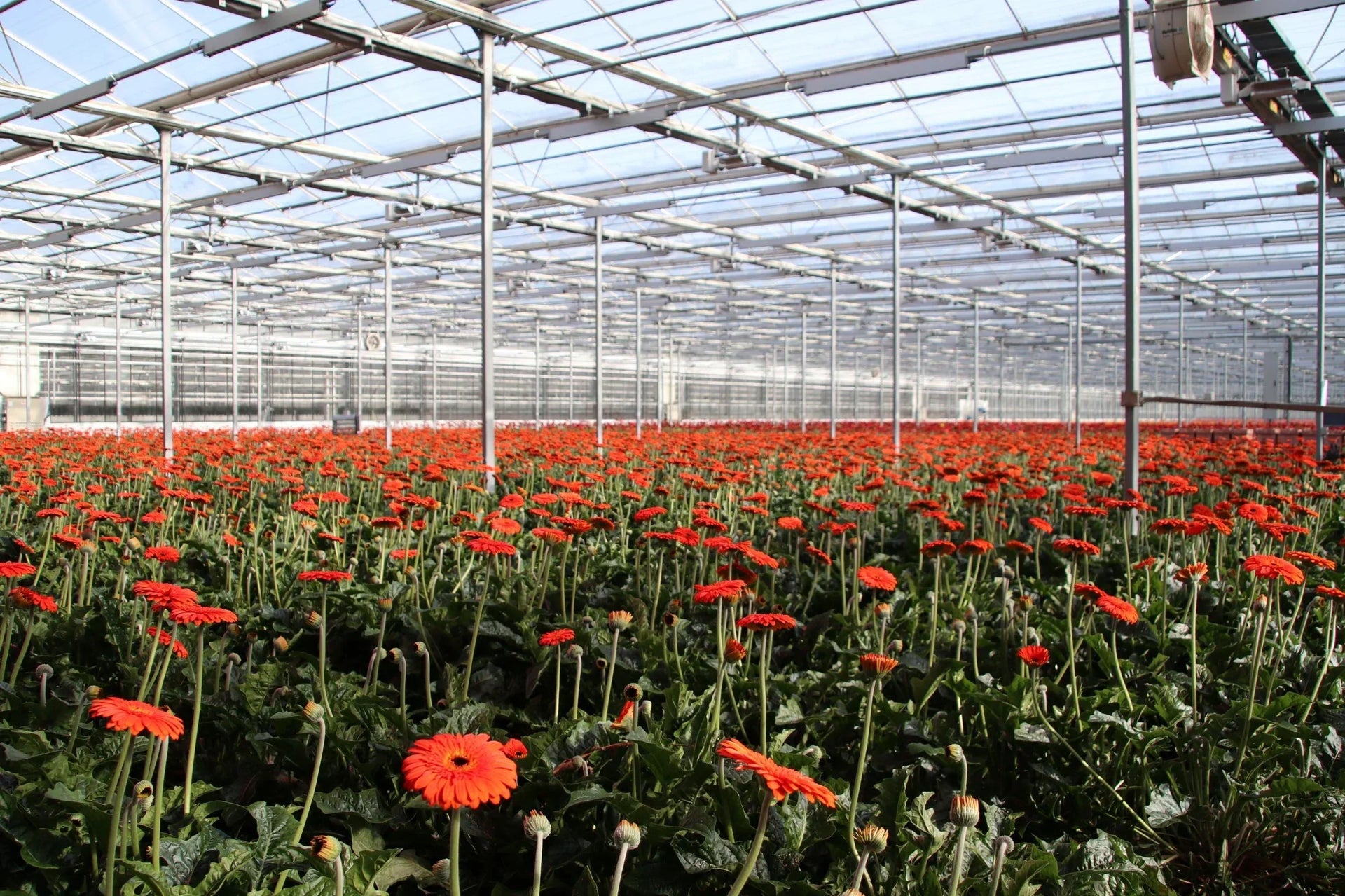 CEA for cannabis and ornamental flowers – Part II