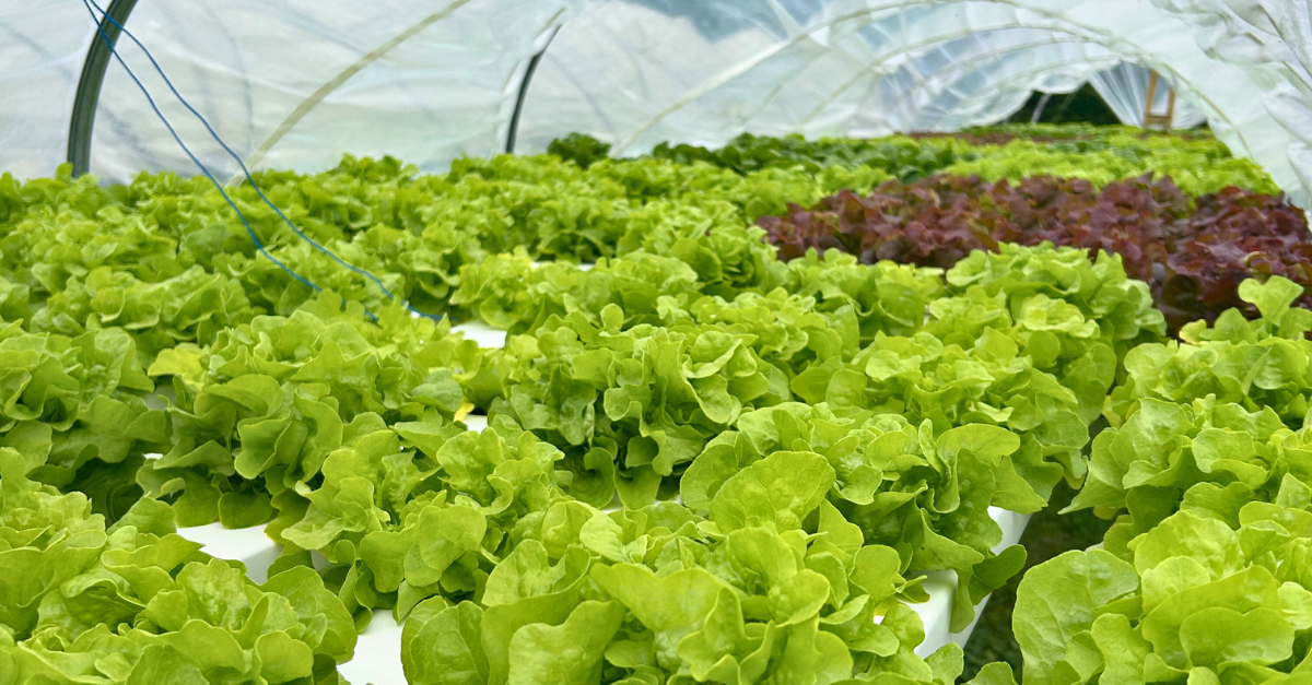 Precision Behind the Produce: Inside Liberty Growers’ Hydroponic Farm