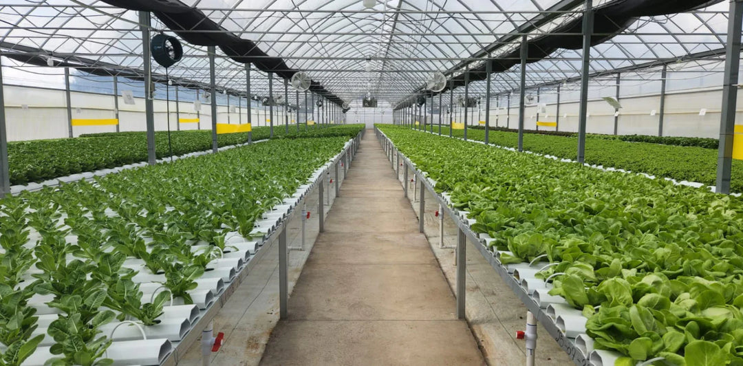 How VeggiWell Quadrupled Yields with IntelliDose in Guatemala