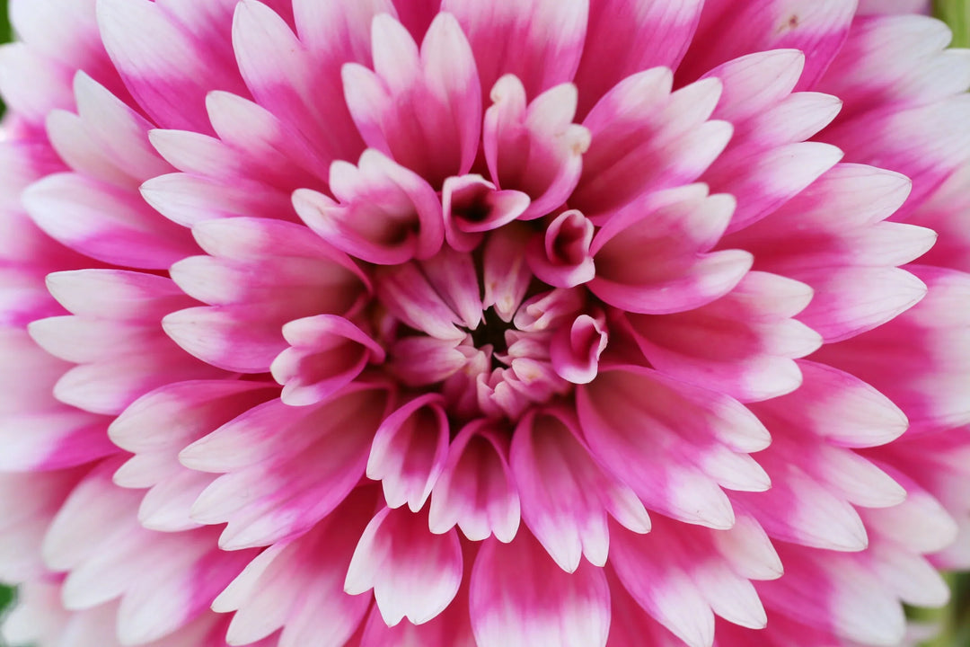 Kawahara Nurseries - Pulse Meter and Multimedia pH Meter case study