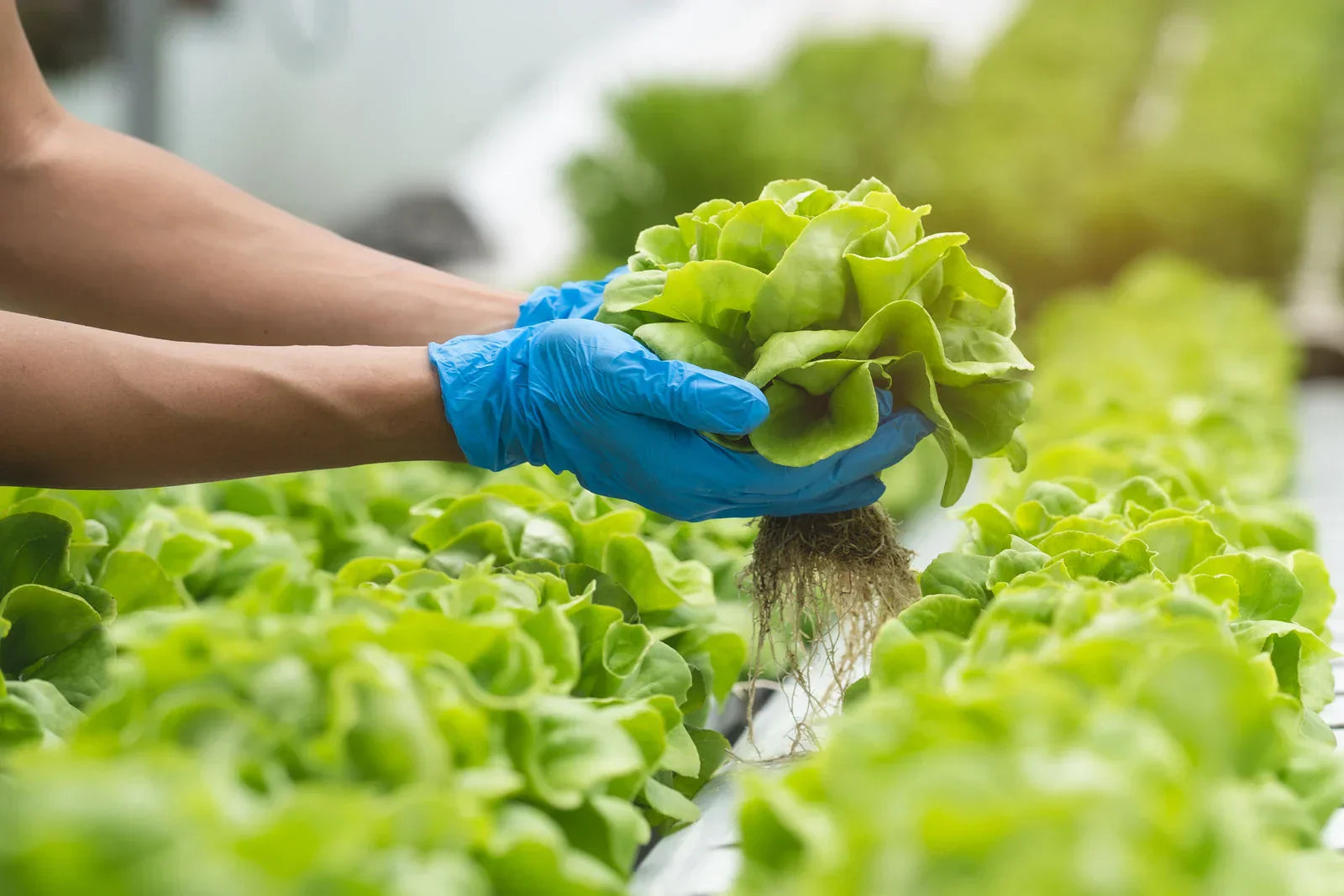 Can I use Bluelab products for aquaponics?