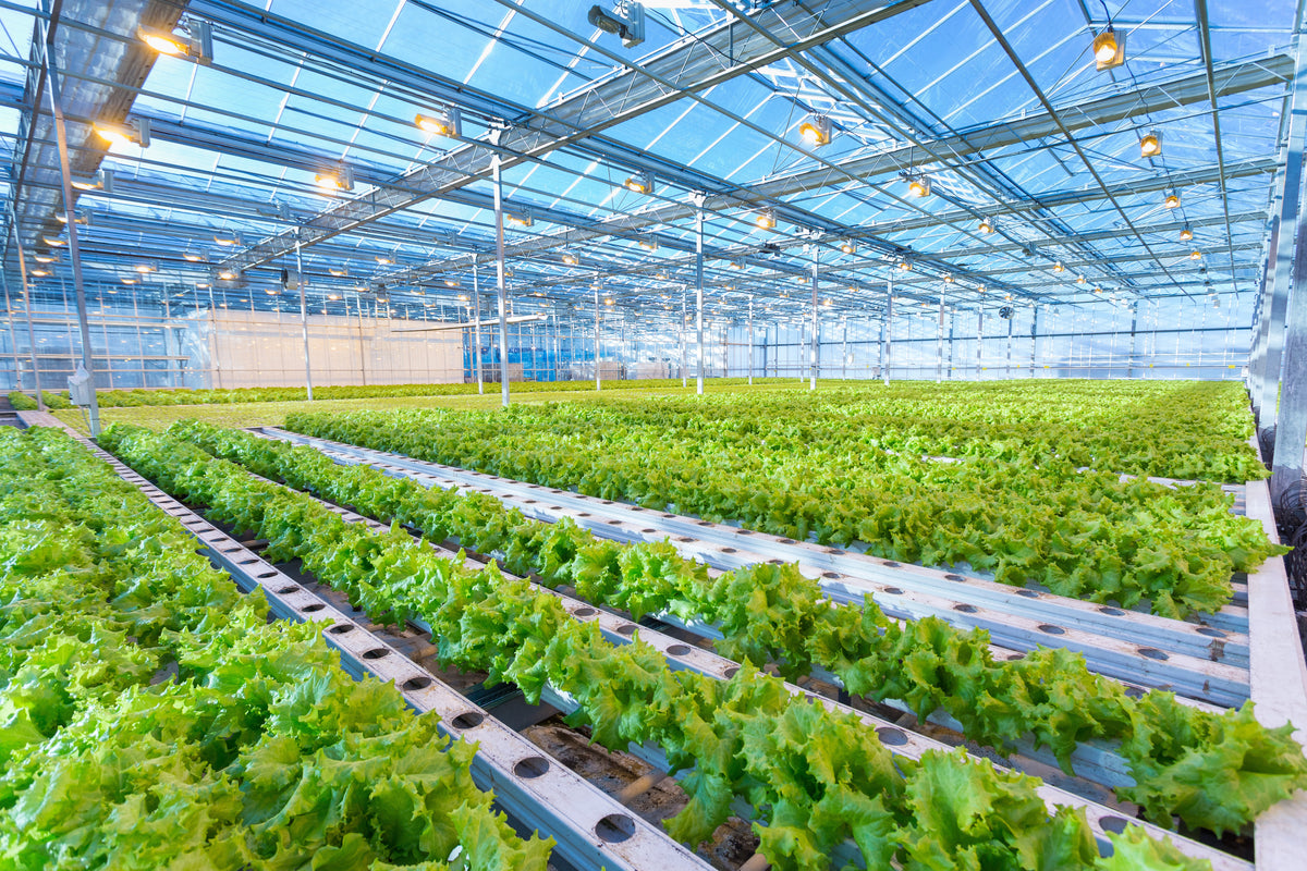 The Future of Growing: Why Wi-Fi Monitoring is a game changer