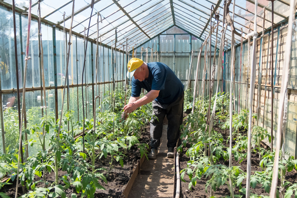 Man tending to plants in a greenhouse