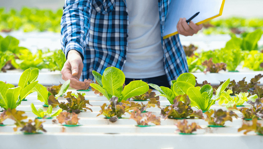 Common nutrient deficiencies in plants - and how to fix them